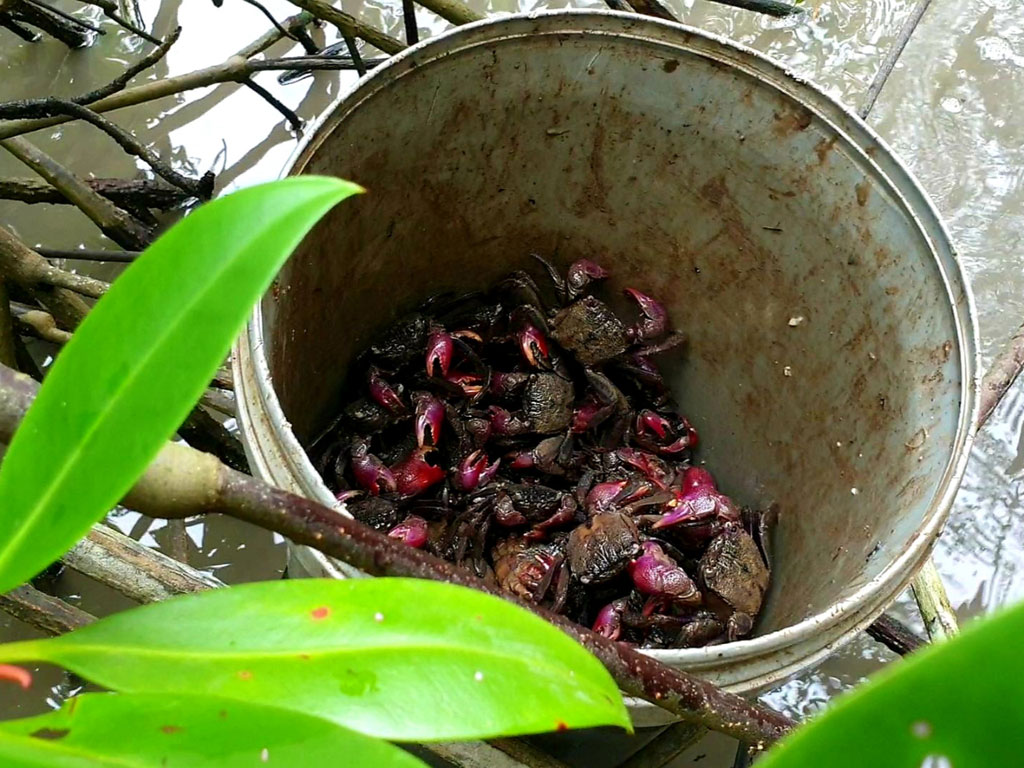 Chợ nổi Cái Bè miền Tây